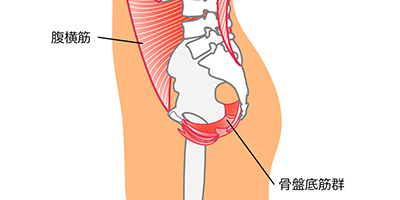 骨盤の写真